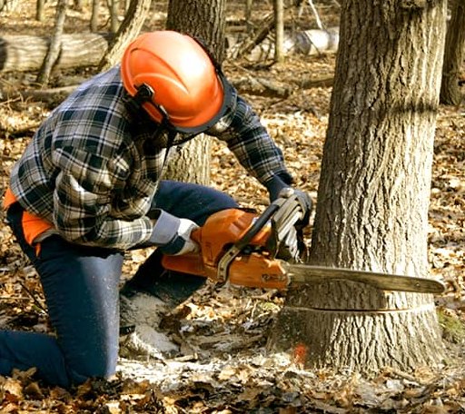 Tree Removal in Rutland, VT